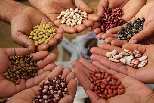 Les multinationales contre la souveraineté alimentaire