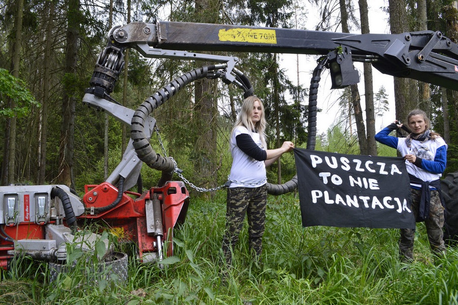 La dernière forêt primaire d’Europe en danger