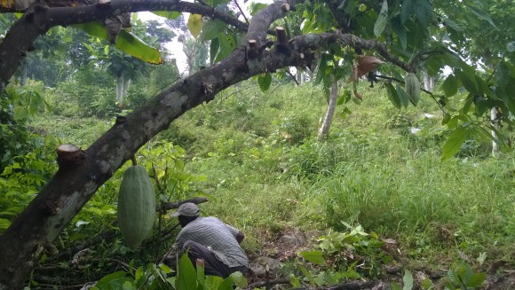 Le cacao en Haïti : une richesse à valoriser