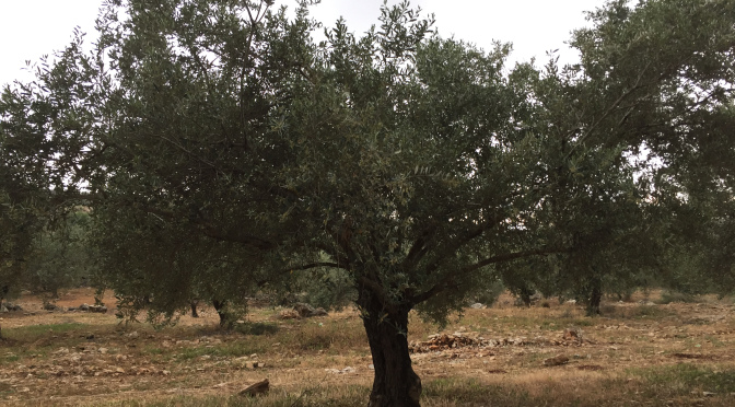 Palestine: l’olivier de la discorde