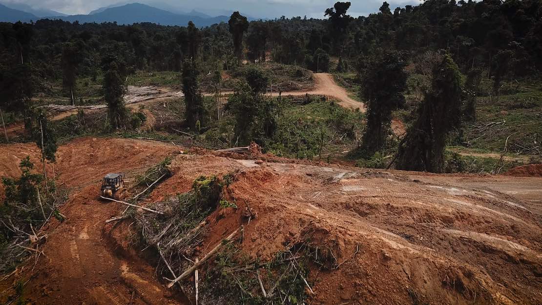 Le Tribunal de Bâle sur la forêt tropicale veut se pencher sur la déforestation à Bornéo